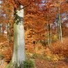 Hochformat_Herbstbuchen1DSC_1240_Hapke_NLF