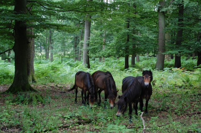 Solling_1_Exmoorponys_im_Hutewald