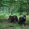 Solling_1_Exmoorponys_im_Hutewald