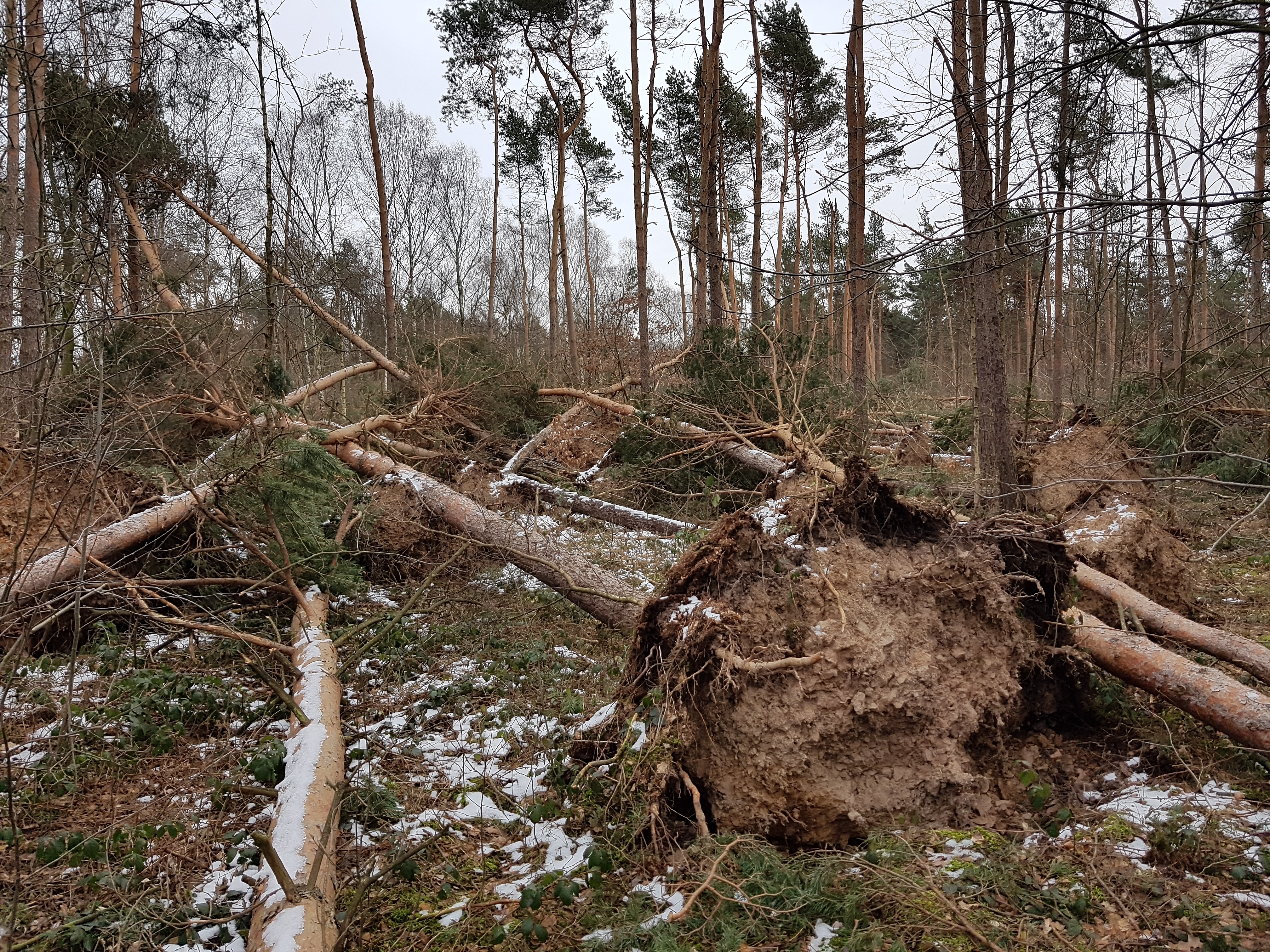 Eindrücke – Sturmschäden im Wermsdorfer Wald  und erste Aufräumarbeiten (Foto: Matthias Stahn)