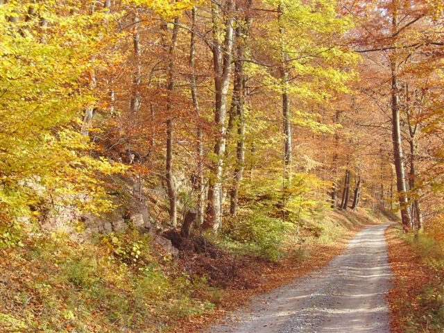 1_a_BunterHerbstwald_mit_Forstweg_Dueker_NLF