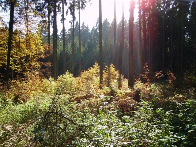 1_a_Fichte_mit_Bu_Vorbau_Herbst_Dueker_NLF