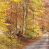 1_a_BunterHerbstwald_mit_Forstweg_Dueker_NLF